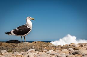 Beautiful and cute, white and black seagull, on the rocky coast with waves, at blue sky on background