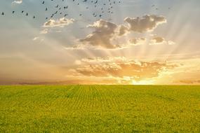 Sunrise sunbeams over bright green field