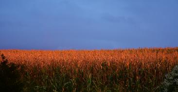 Sunset Afterglow over cornfield
