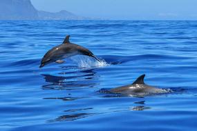 amazing Dolphin Ocean