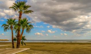 green palm trees on the beach, larnaca, cyprus