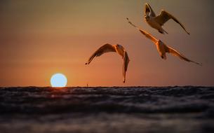 enchanting Seagull Bird sunset