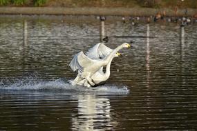 taking off white swans