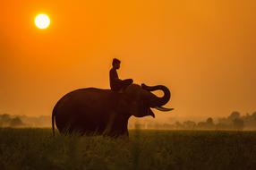 Animals Cambodia