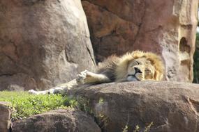 incredible Lion Disney Animal