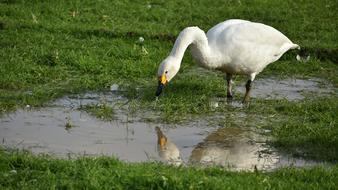 white swan on water with green grass