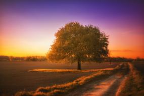 incredible Landscape Silent