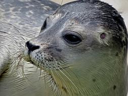 splendid Robbe Seal