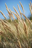 incredible Grass Beach Dune