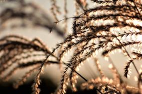 closeup view of incredible Bamboo Grasses