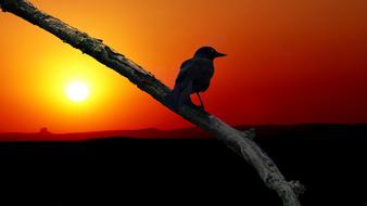 bird on a branch against a golden sunset