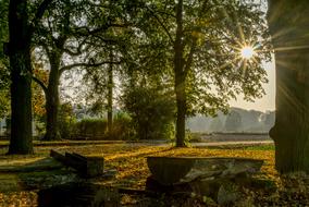 amazing Forest Sun