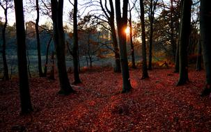 bright fallen leaves on Forest floor at Autumn sunset