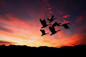 flock of birds over the mountains against the backdrop of a colorful sunset