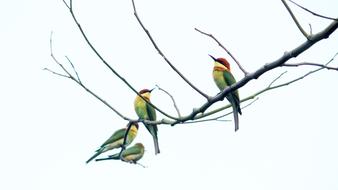 A flock of Kerala birds sits on a branch