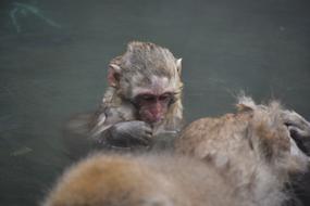 magnificent Monkey