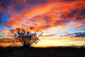 Beautiful landscape with the tree, at colorful, gradient sunrise in the clouds