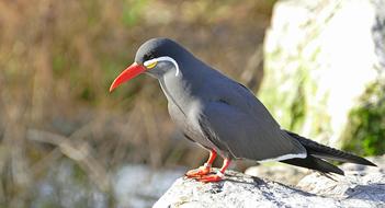 Stern Bird