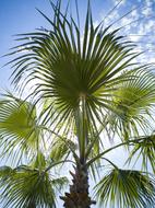 green botanical palm against the blue sky