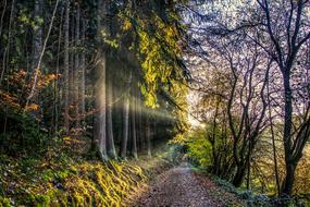 sun rays in a dense forest