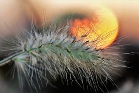 fluffy grass against the background of the yellow setting sun
