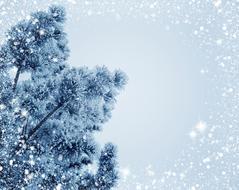 Snow Fir Tree as a winter magic