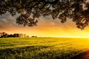 green field in the evening