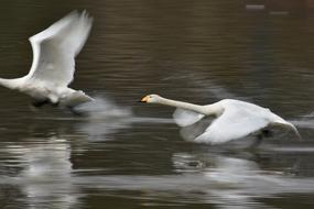 swans taking off Lake