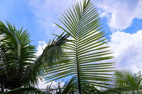 exotic green leaf