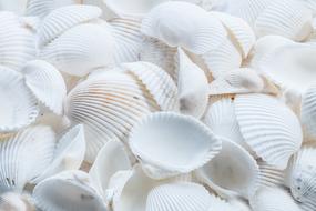 magnificent Shells White