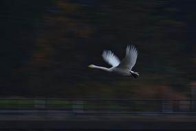Animal Bird Wild
