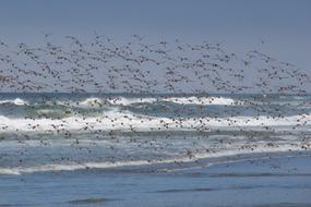 Flock Of Birds Flying over the coast