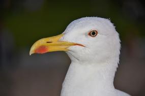 Seagull head with yellow beak close up