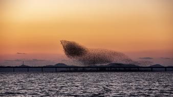 flock of birds over the bridge at sunset
