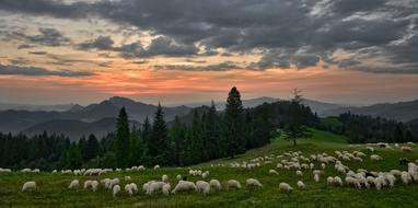 amazing Sunset Sheep Mountains
