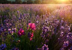 Close-up of the beautiful lavender field and pink flowers, in the sunbeam
