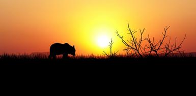 bear against the evening sky