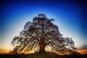 big tree on a hill against a blue sky