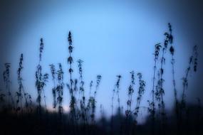 dark grass silhouette in the evening