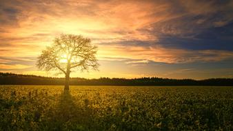 lonely tree on a green field during sunset