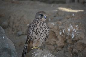 Bird Wild