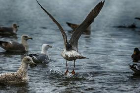 amazing Seagull Birds Wildlife