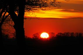 tree and bushes on the background of bright sun and red sunset