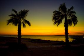 Palm Trees Twilight