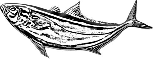 incredible fish amberjack drawing