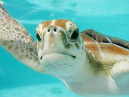 Portrait of the beautiful, cute and colorful turtle, swimming in the turquoise water in Mexico