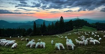 Sunset Sheep