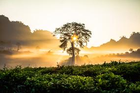 bright yellow dawn over a field in Vietnam