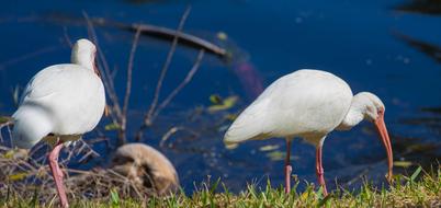 amazing Birds Water