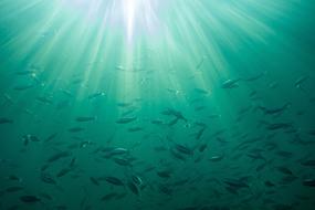 flock of ocean fish